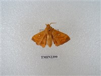 藏品(圓斑黃枯葉蛾)的圖片